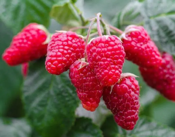 Varieties of large raspberries for the Urals