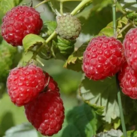 Varieties of large raspberries for the Urals