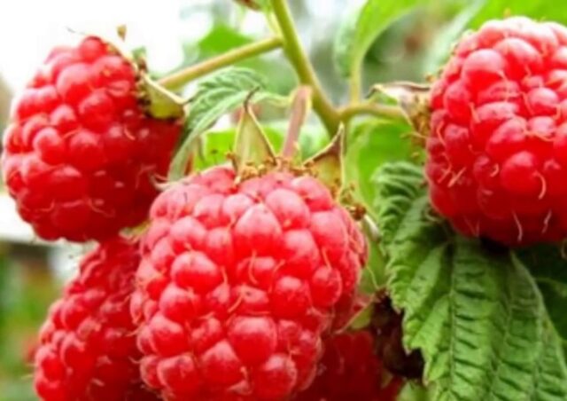 Varieties of large raspberries for the Urals