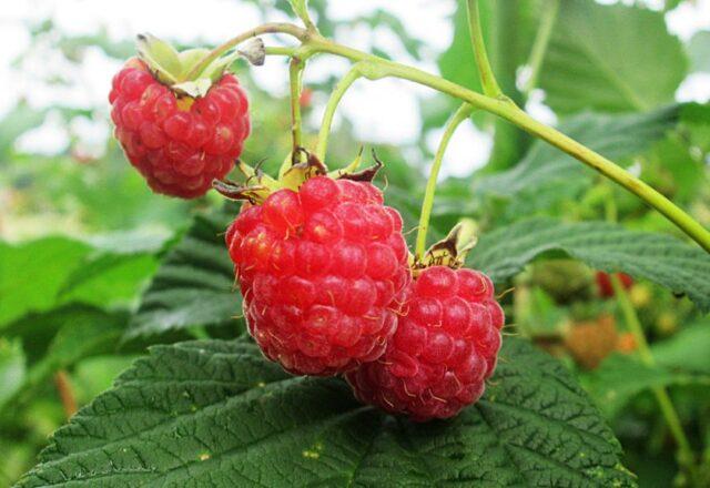 Varieties of large raspberries for the Urals