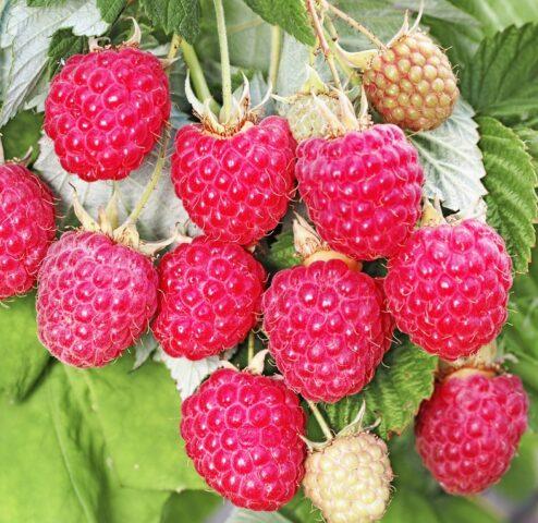 Varieties of large raspberries for the Urals