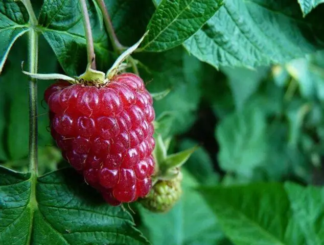 Varieties of large raspberries for the Urals