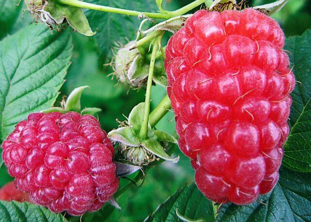 Varieties of large raspberries for the Urals