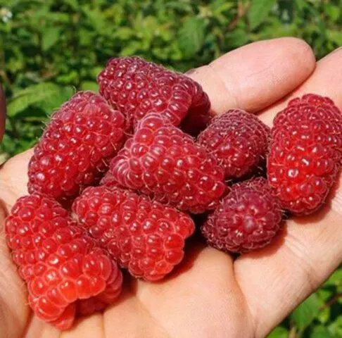 Varieties of large raspberries for the Urals