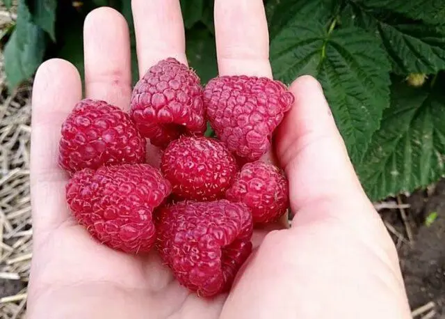 Varieties of large raspberries for the Urals