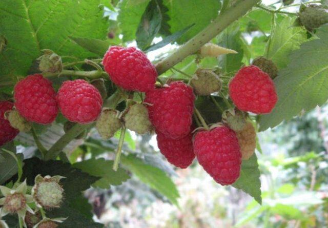 Varieties of large raspberries for the Urals