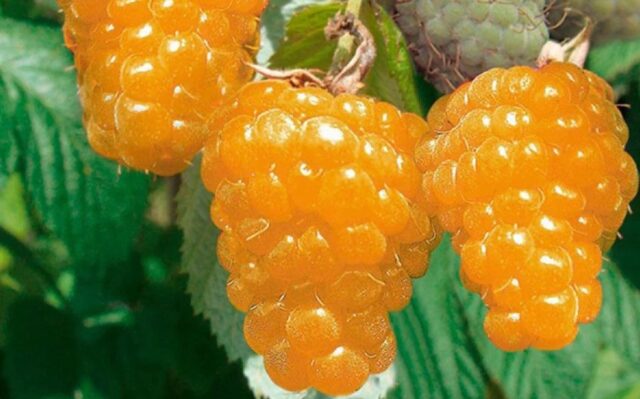 Varieties of large raspberries for the Urals