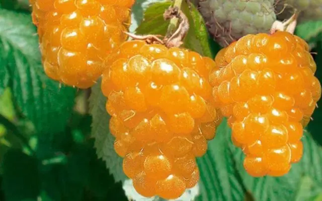 Varieties of large raspberries for the Urals