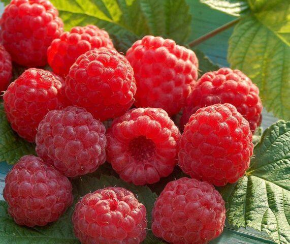 Varieties of large raspberries for the Urals