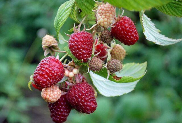 Varieties of large raspberries for the Urals