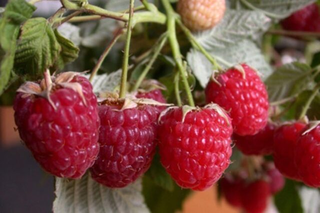 Varieties of large raspberries for the Urals