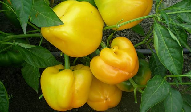 Varieties of large thick-walled peppers