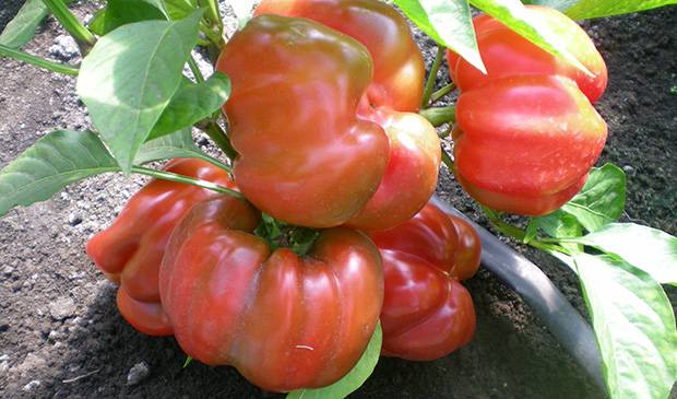 Varieties of large thick-walled peppers