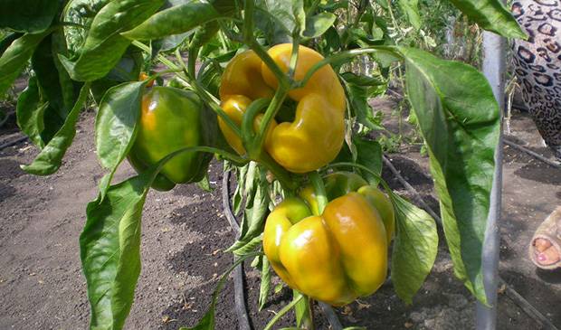 Varieties of large thick-walled peppers