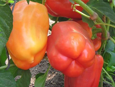 Varieties of large thick-walled peppers