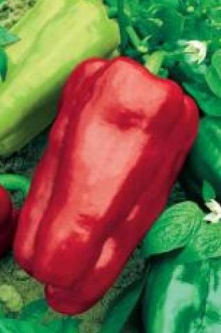 Varieties of large thick-walled peppers