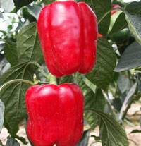 Varieties of large thick-walled peppers