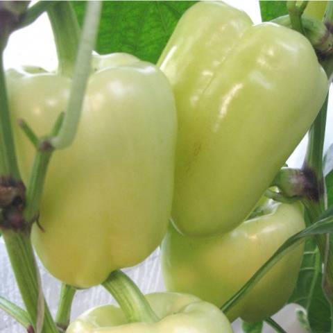 Varieties of large thick-walled peppers