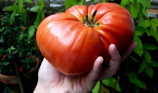 Varieties of large tomatoes for greenhouses