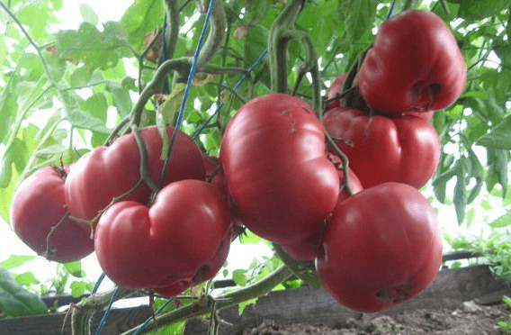 Varieties of large tomatoes for greenhouses