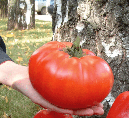 Varieties of large tomatoes for greenhouses