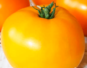 Varieties of large tomatoes for greenhouses