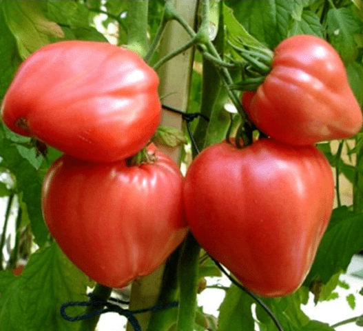 Varieties of large tomatoes for greenhouses