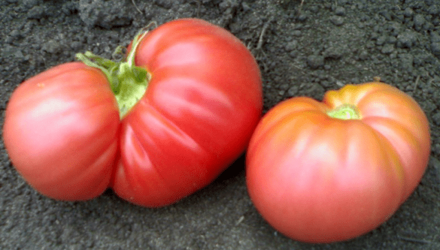 Varieties of large tomatoes for greenhouses