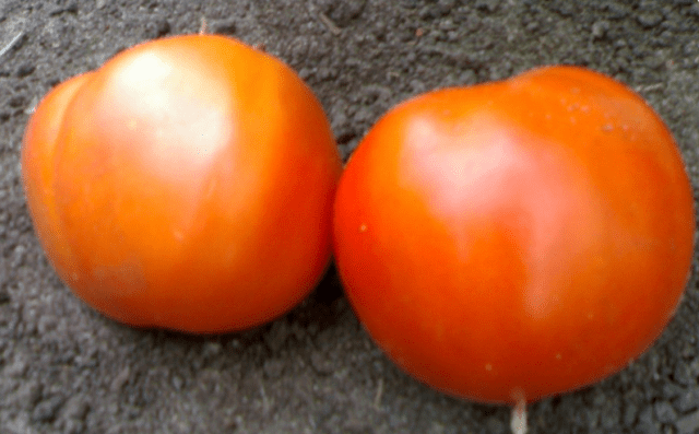 Varieties of large tomatoes for greenhouses