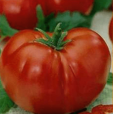 Varieties of large tomatoes for greenhouses