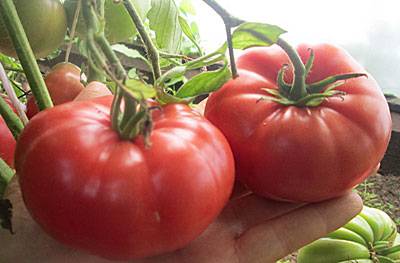 Varieties of large tomatoes for greenhouses