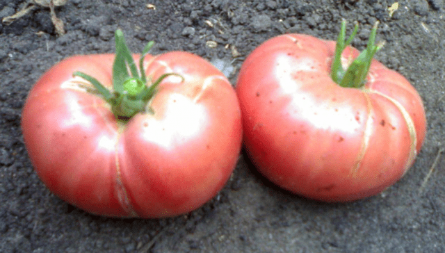 Varieties of large tomatoes for greenhouses