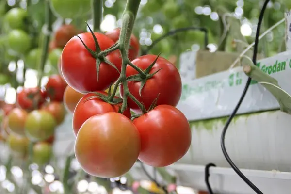 Varieties of large tomatoes for greenhouses