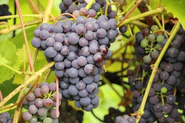 Varieties of late grapes with a photo