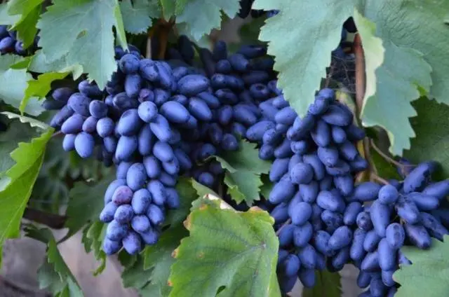 Varieties of late grapes with a photo