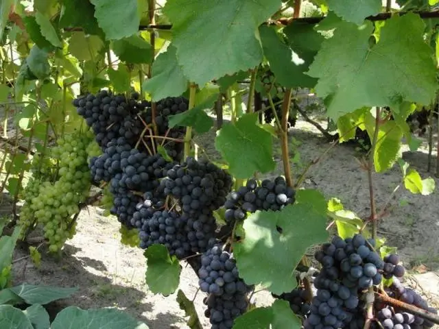 Varieties of late grapes with a photo