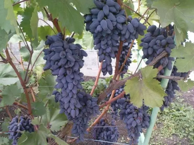 Varieties of late grapes with a photo