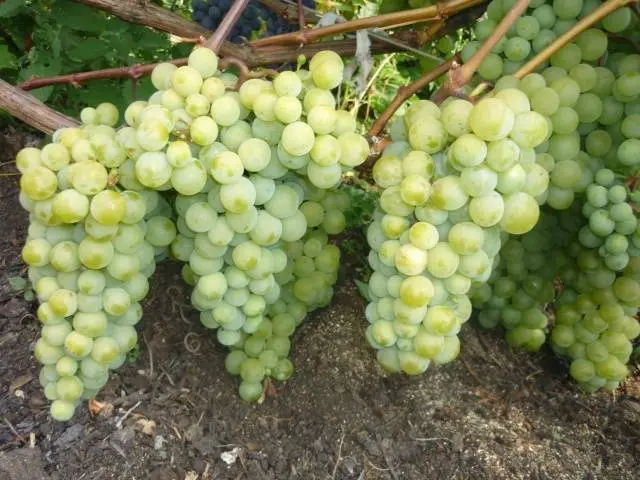 Varieties of late grapes with a photo