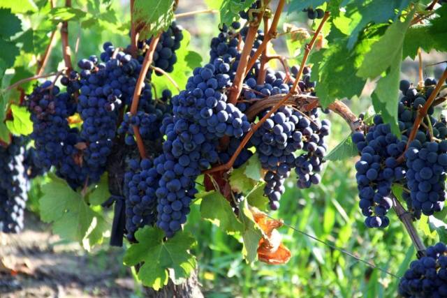 Varieties of late grapes with a photo