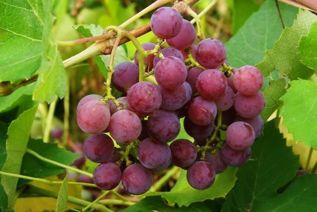 Varieties of late grapes with a photo