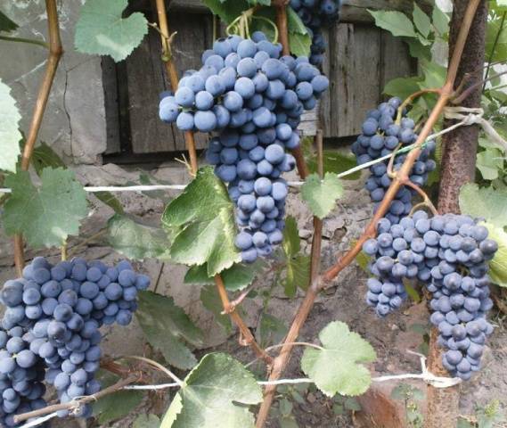 Varieties of late grapes with a photo