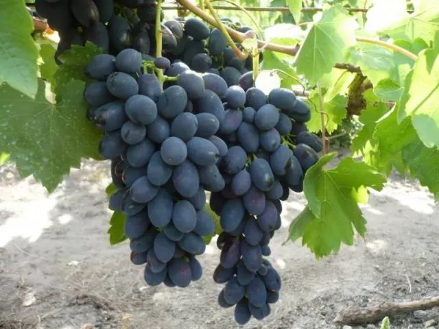 Varieties of late grapes with a photo