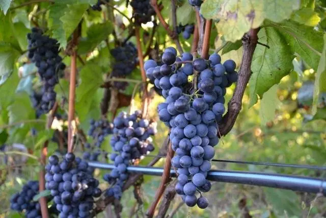 Varieties of late grapes with a photo