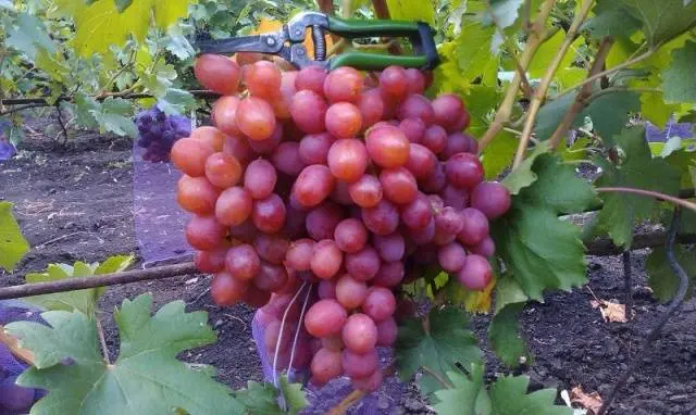 Varieties of late grapes with a photo