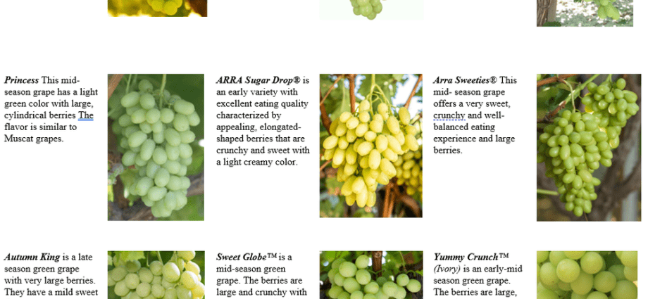 Varieties of late grapes with a photo