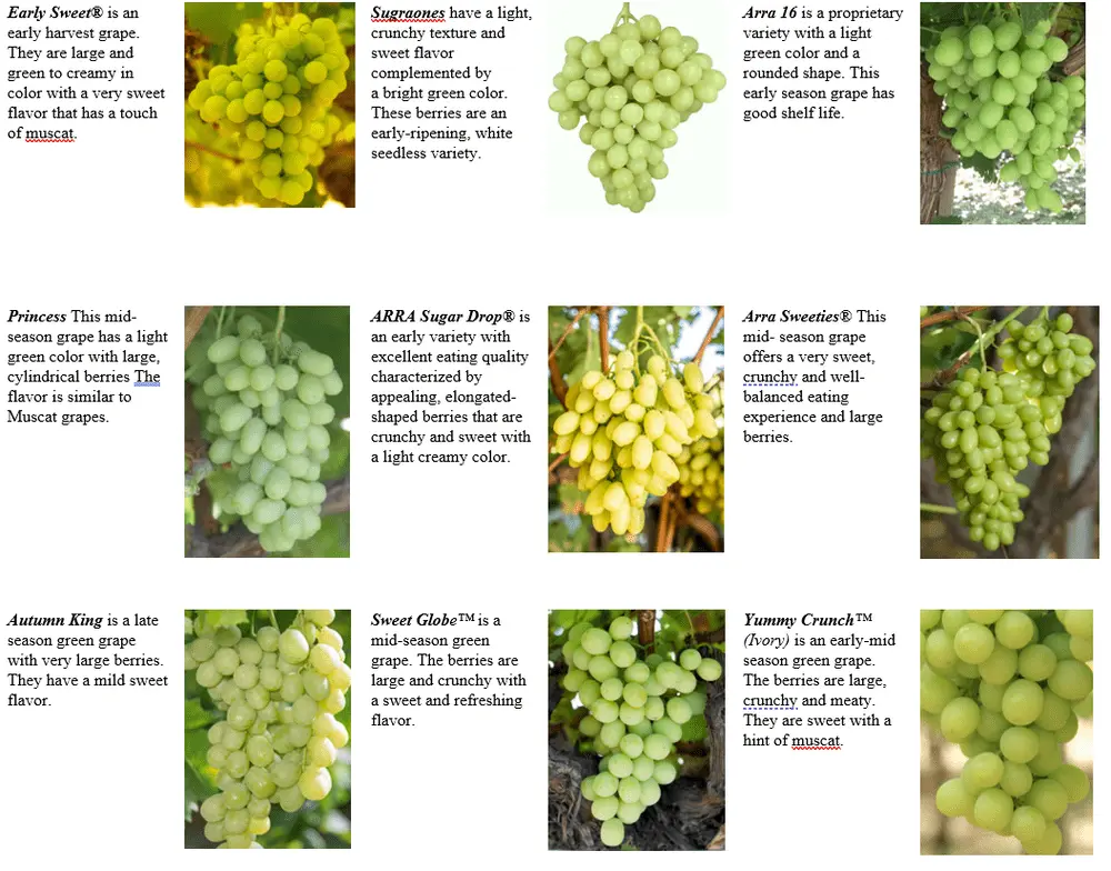 Varieties of late grapes with a photo