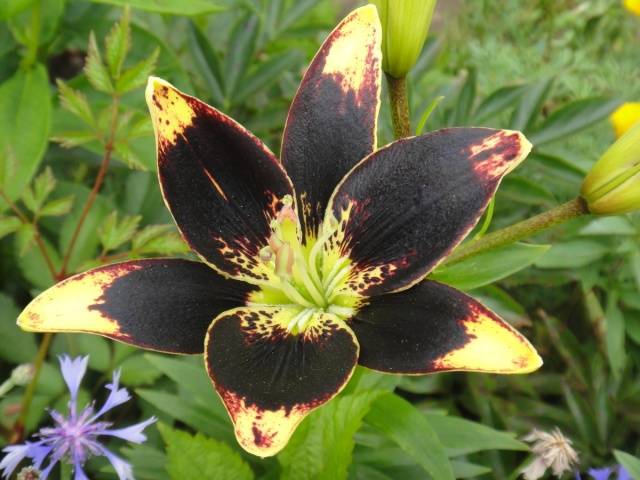 Varieties of lilies: Asian, terry, undersized, tall, white