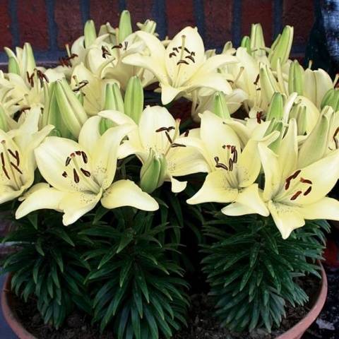 Varieties of lilies: Asian, terry, undersized, tall, white