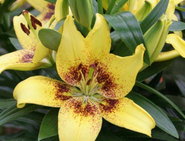 Varieties of lilies: Asian, terry, undersized, tall, white