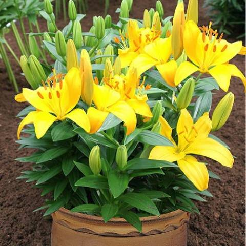 Varieties of lilies: Asian, terry, undersized, tall, white